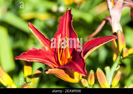 Hemerocallis "Stafford" Stockfoto