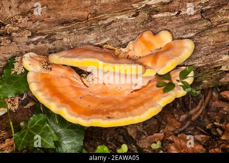 Bracket Pilz wächst von einem verfallenden Baum Stockfoto