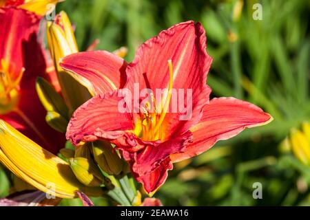 Hemerocallis 'Marokko Rot' Stockfoto