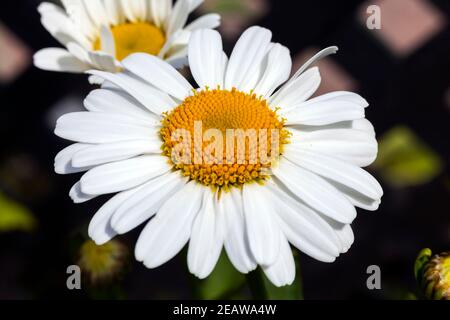 Leucanthemum „Snow Lady“ Stockfoto