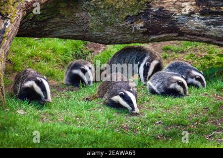 Dachssau und Jungtiere Tierfamilie Fütterung in einem Wald Stockfoto