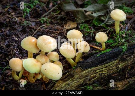 Waldpilze Pilze im Herbst Stockfoto