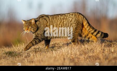 Europäische Wildkatze Wandern auf Wiese im Herbst Natur Stockfoto