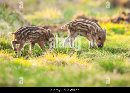 Kleine Wildschweinferkel grasen im Frühling auf Grasland Stockfoto