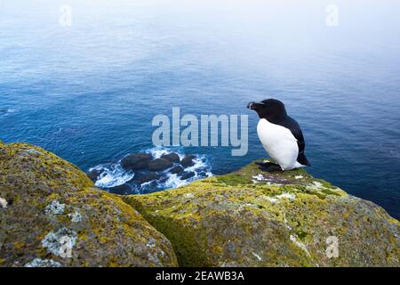 Razorbill sitzt auf einer felsigen Klippe mit Meer im Hintergrund Stockfoto