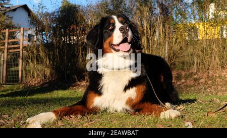 Berner Sennenhund Stockfoto
