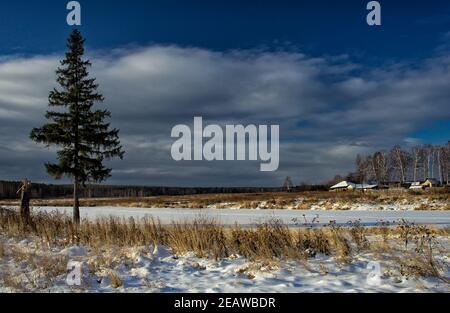 Winter und Schnee, Kiefern auf der Straße zwischen Schnee und trockenem Gras. Stockfoto