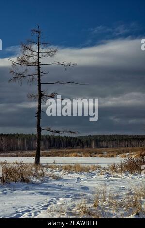 Winter und Schnee, Kiefern auf der Straße zwischen Schnee und trockenem Gras. Stockfoto