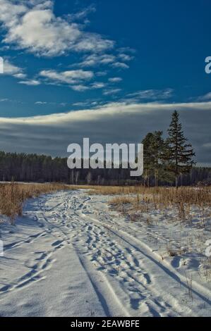 Winter und Schnee, Kiefern auf der Straße zwischen Schnee und trockenem Gras. Stockfoto