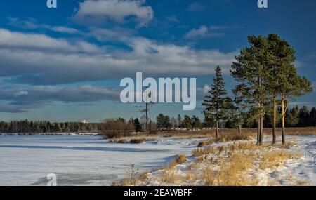 Winter und Schnee, Kiefern auf der Straße zwischen Schnee und trockenem Gras. Stockfoto