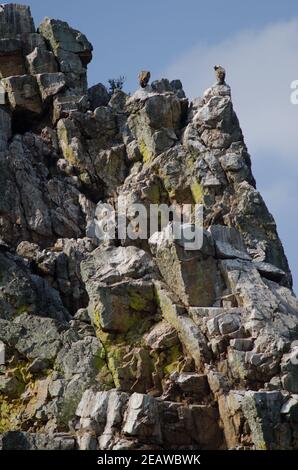 Gänsegeier Grips fulvus auf einer Klippe. Stockfoto