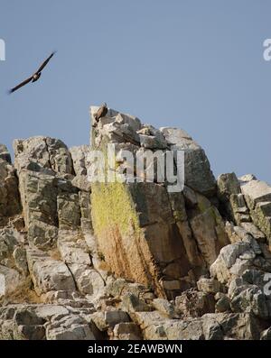 Gänsegeier Grips fulvus auf einer Klippe. Stockfoto