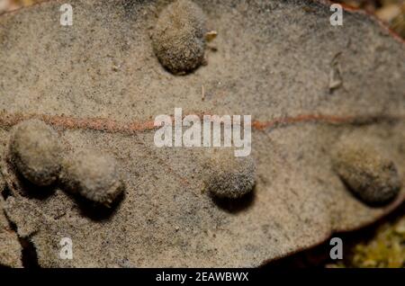 Bälle in einem gefallenen Blatt aus Evergreen Eiche Quercus ilex. Stockfoto