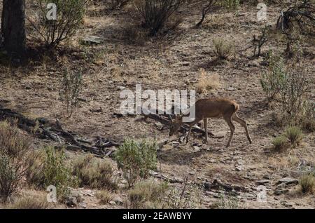 Der spanische Rothirsch Cervus elaphus hispanicus. Stockfoto