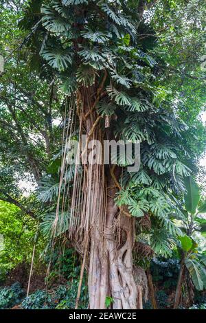 Monstera deliciosa, die Schweizer Käserei in Kolumbien Stockfoto