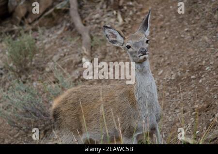 Spanischer Rothirsch. Stockfoto