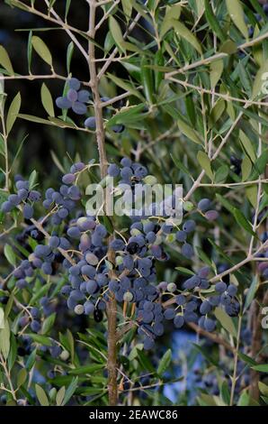 Olivenbäume. Stockfoto