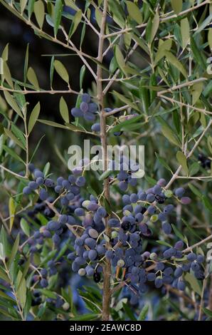 Olivenbäume. Stockfoto