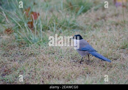 Iberische Elster Cyanopica cooki. Stockfoto