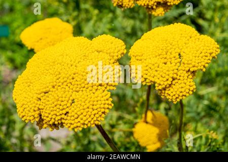 Achillea fillpendulina 'Gold Plate' Stockfoto