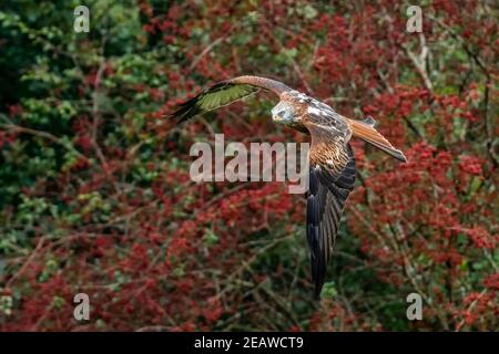 Rotmilan (Milvus Milvus) Stockfoto