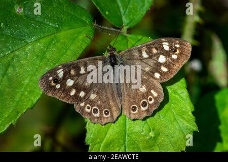 Schmetterling aus gesprenkeltem Holz (Pararge aegeria) Stockfoto