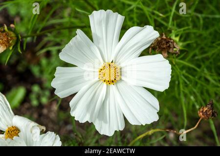 Cosmos Bipinnatus 'Sonata White' Stockfoto