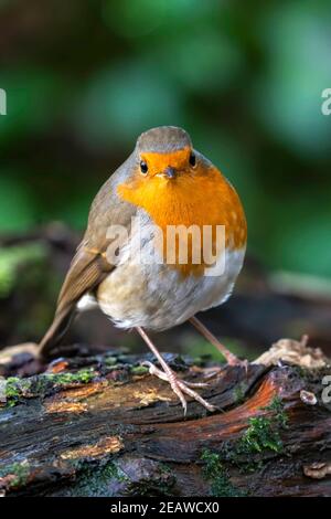 Rotbrustvogel (Erithacus rubecula) Stockfoto