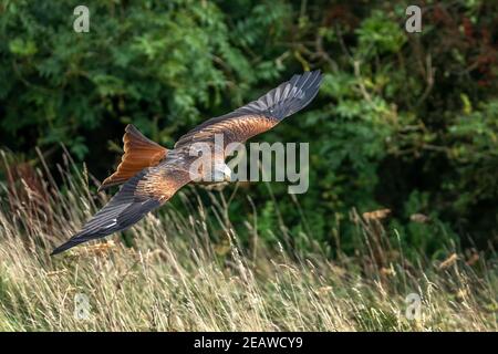 Rotmilan (Milvus Milvus) fliegen Stockfoto
