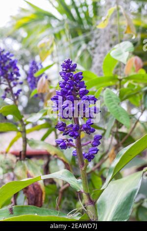 Blauer Ingwer Dischorisandra thyrsiflora Wildblume Stockfoto