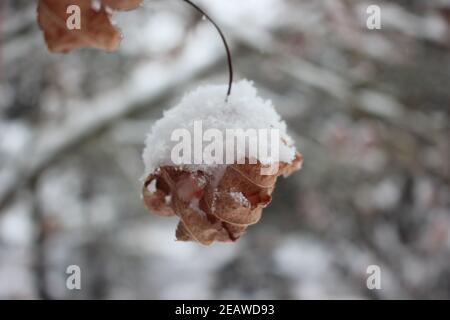 Schnee auf den Blättern der Pflanze während der Schneefall Wintersaison Stockfoto