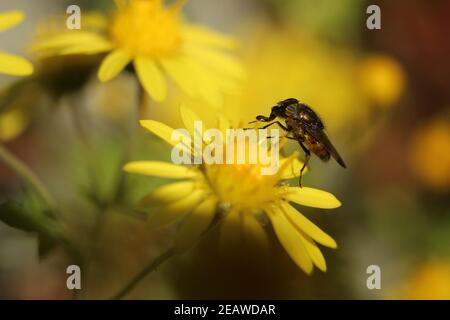 Hoverfly Eristalis auf Calendula Ringelblume Pflanze Makroansicht. Stockfoto