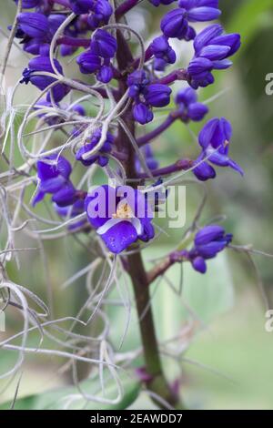 Blauer Ingwer Dischorisandra thyrsiflora Wildblume Stockfoto