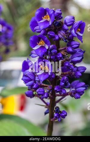 Blauer Ingwer Dischorisandra thyrsiflora Wildblume Stockfoto