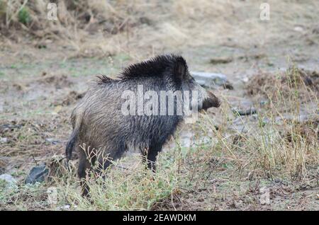 Wildschwein Sus scrofa. Stockfoto