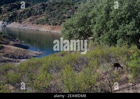 Spanischer Rothirsch. Stockfoto