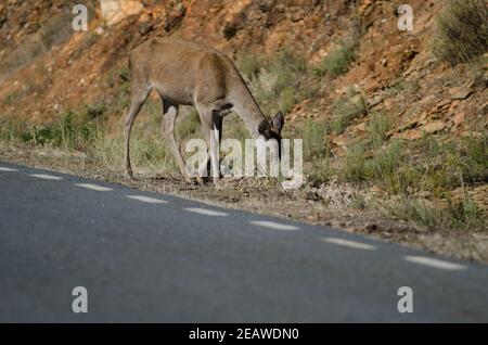 Spanische Rotwild Fütterung neben einer Straße. Stockfoto