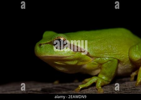 Mediterraner Baumfrosch. Stockfoto