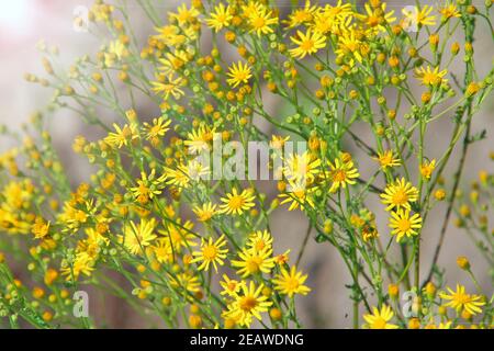 Senico jacobaea blüht im Garten. Jacobaea vulgaris blüht in sonnigen Strahlen Stockfoto