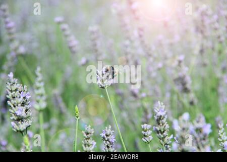 Hummel sammelt Nektar auf Lavendelblüten in sonnigen Strahlen Stockfoto