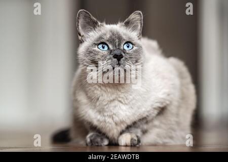 Ältere graue Katze mit stechenden blauen Augen, auf Holzboden liegend, Nahaufnahme seichte Tiefenschärfe Foto Stockfoto