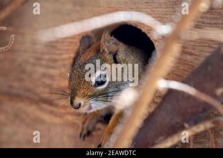 Amerikanisches Rothörnchen Tamiasciurus hudsonicus closeup Detail nur ihr Kopf Aus dem kleinen Holzhaus Stockfoto