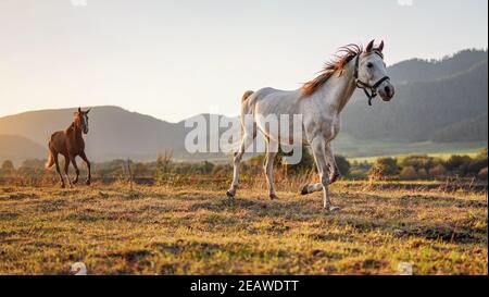 Weißes arabisches Pferd läuft auf Grasfeld ein weiteres braunes dahinter, nachmittags scheint die Sonne im Hintergrund Stockfoto