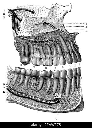 Menschliche Zähne, deren Wurzeln entblößt sind, um den Eintritt von Nerven und Blutgefäßen zu zeigen. Illustration des 19th. Jahrhunderts. Deutschland. Weißer Hintergrund. Stockfoto