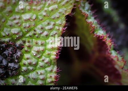 Nahaufnahme der roten behaarten Ränder auf einem bemalten Blatt begonia Stockfoto