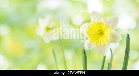 Weiße und gelbe Narzissen oder Narzissen blühen im Frühling Sonnige verwackelte Garten Hintergrund Stockfoto