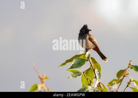 Rot-belüftete Bulbul (Pycnonotus cafer) auf Baum thront. Pokhara. Nepal. Stockfoto