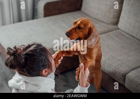 Ein Mädchen zu Hause spielt mit einem Cocker Spaniel Hund und nimmt seine Pfoten Stockfoto