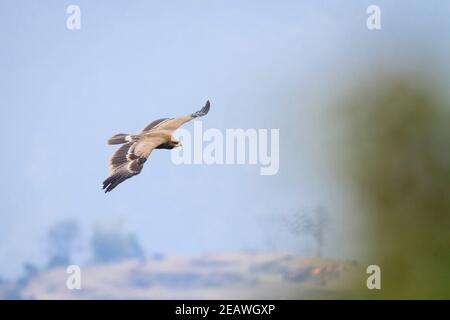 Juveniler Steppenadler (Aquila nipalensis) im Flug. Nepal. Stockfoto