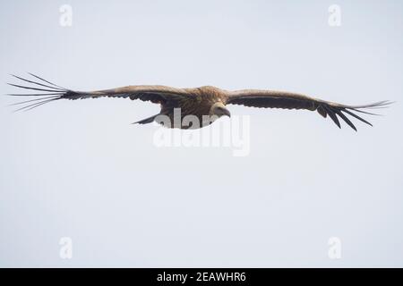 Juvenile Himalayan Griffon (Gyps himalayensis) im Flug. Nepal. Stockfoto